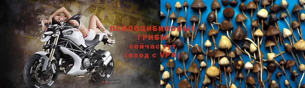PSILOCYBIN Белокуриха